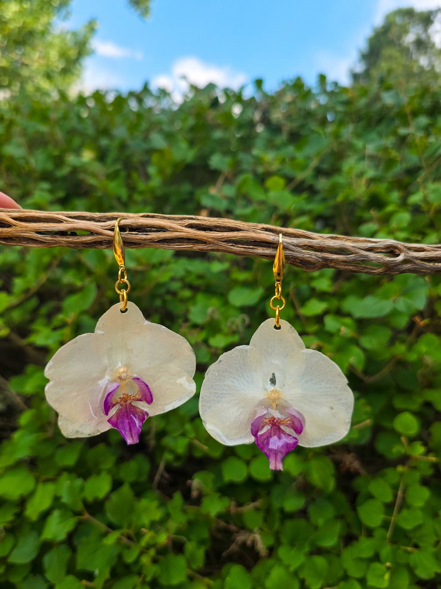 Pixie Orchid drops - White