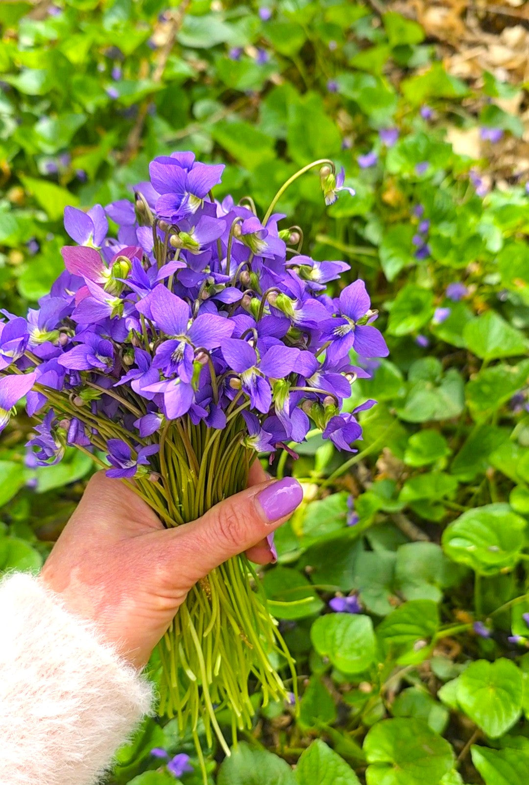Eat your Violets