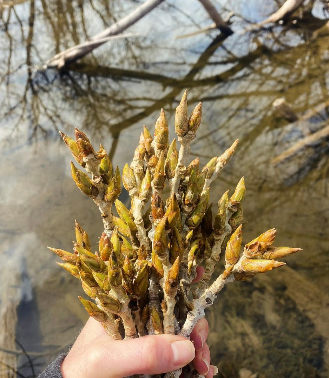 Cottonwood Magic