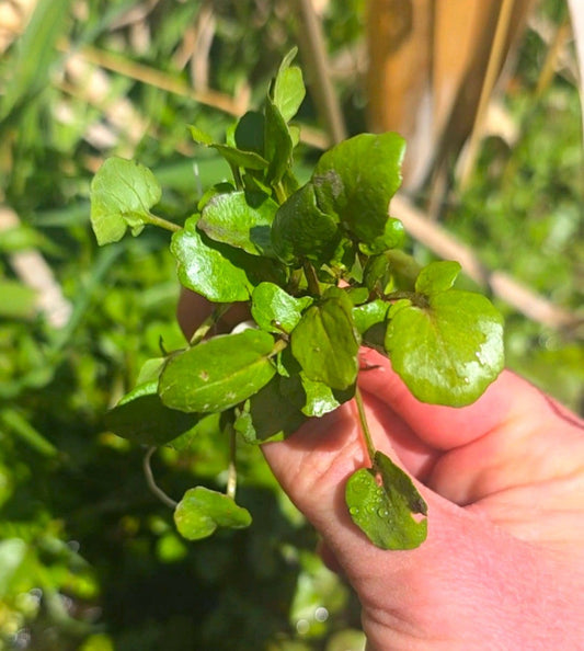 Watercress Wonders