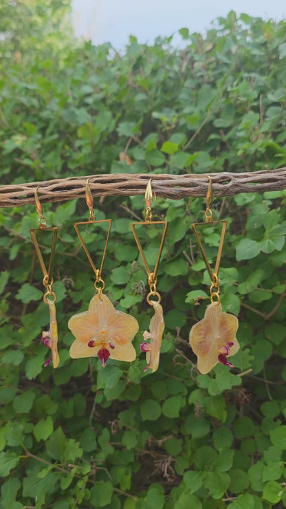 Pixie Orchid drops - Honey