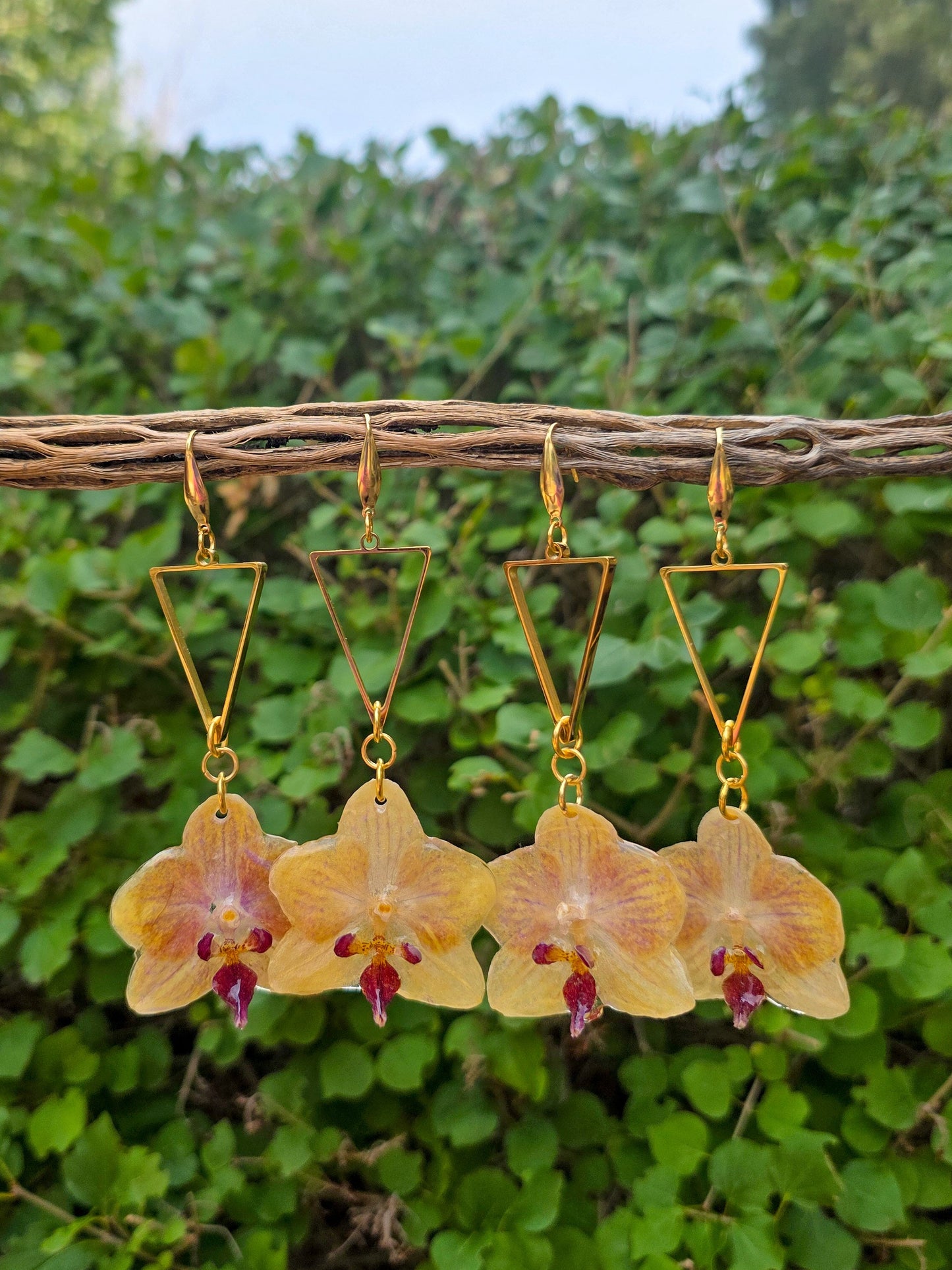 Pixie Orchid drops - Honey