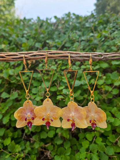 Pixie Orchid drops - Honey
